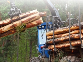 Вывоз деревьев Пенза