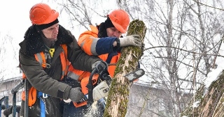 Опиловка деревьев Пенза цена от 1022 руб.